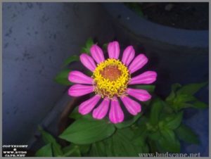 pink-single-zinnia-from-seed