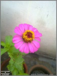 pink-zinnia-from-seed-1