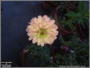 pink-zinnia-from-seed