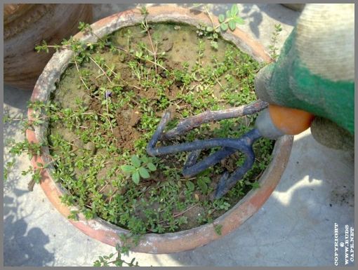 weeds-and-seedlings-garden-fork