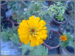 yellow-zinnia-from-seed