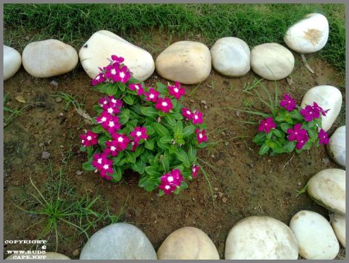 hybrid-vinca-pink-purple-maroon