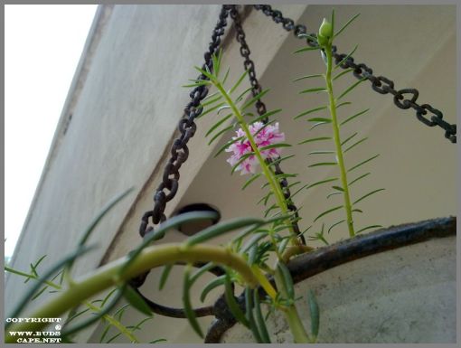 portulaca-in-hanging-basket