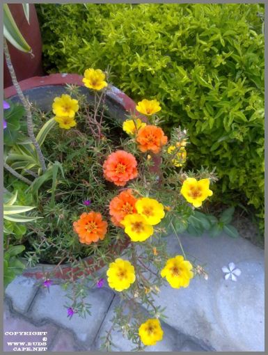 portulaca