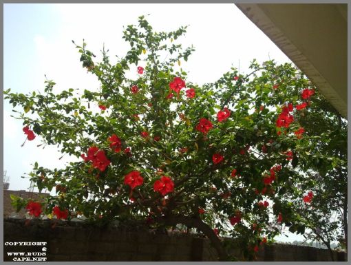 red-hibiscus-tree