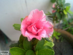 AZALEA PINK BLOOM