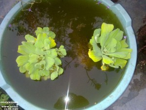 PISTIA WATER CABBAGE IN TUB