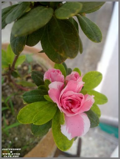 grow-azalea-plant-pink