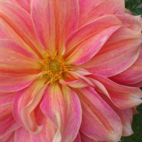 ORANGE YELLOW PINK STRIPED DAHLIA FROM CUTTING GARDEN BLOG BUDSCAPE