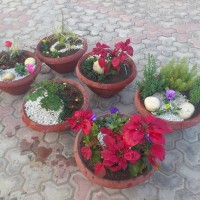 PRETTY CONTAINER ARRANGEMENTS SPILLER THRILLER FILLER GRAVEL STONES GARDEN BLOG BUDSCAPE