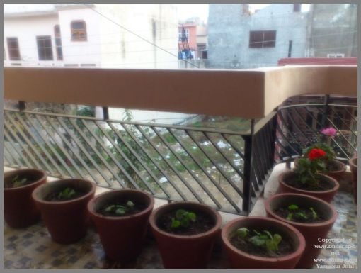 rooting-geraniums-in-water-from-leaf-cuttings-2