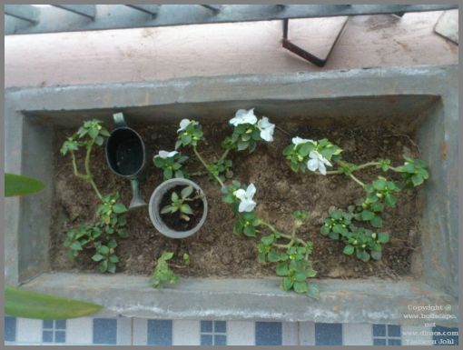 white-impatiens-from-cuttings