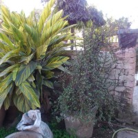 big massive alpinia jad eagave flowering succulents orange geranium sweet potato vine GARDEN BLOG BUDSCAPE YASMEEN JOHL01