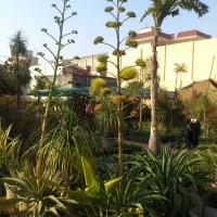 big massive alpinia jad eagave flowering succulents orange geranium sweet potato vine GARDEN BLOG BUDSCAPE YASMEEN JOHL02