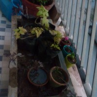 big massive alpinia jad eagave flowering succulents orange geranium sweet potato vine GARDEN BLOG BUDSCAPE YASMEEN JOHL03