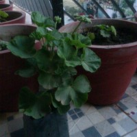 big massive alpinia jad eagave flowering succulents orange geranium sweet potato vine GARDEN BLOG BUDSCAPE YASMEEN JOHL04