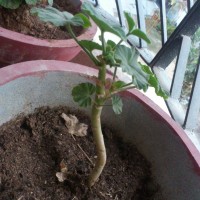 geranium rooting shoots buds watering can GARDEN BLOG BUDSCAPE YASMEEN JOHL01