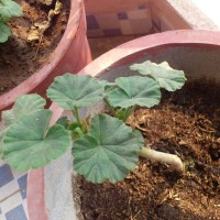 geranium rooting shoots buds watering can GARDEN BLOG BUDSCAPE YASMEEN JOHL02