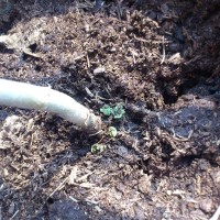 geranium rooting shoots buds watering can GARDEN BLOG BUDSCAPE YASMEEN JOHL03
