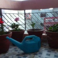 geranium rooting shoots buds watering can GARDEN BLOG BUDSCAPE YASMEEN JOHL04