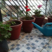 geranium rooting shoots buds watering can GARDEN BLOG BUDSCAPE YASMEEN JOHL05