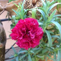 SPRING FLOWERS GARDEN BLOG BUDSCAPE YASMEEN JOHL01