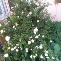 SPRING FLOWERS GARDEN BLOG BUDSCAPE YASMEEN JOHL02