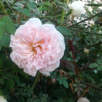 SPRING FLOWERS GARDEN BLOG BUDSCAPE YASMEEN JOHL03