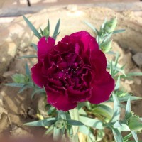 SPRING FLOWERS GARDEN BLOG BUDSCAPE YASMEEN JOHL04