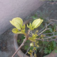 SPRING FLOWERS GARDEN BLOG BUDSCAPE YASMEEN JOHL06