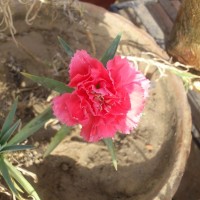 SPRING FLOWERS GARDEN BLOG BUDSCAPE YASMEEN JOHL07