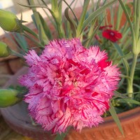 SPRING FLOWERS GARDEN BLOG BUDSCAPE YASMEEN JOHL08