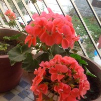 SPRING FLOWERS GARDEN BLOG BUDSCAPE YASMEEN JOHL09