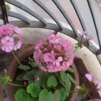 SPRING FLOWERS GARDEN BLOG BUDSCAPE YASMEEN JOHL10