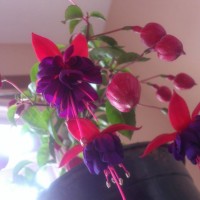 SPRING FLOWERS GARDEN BLOG BUDSCAPE YASMEEN JOHL11