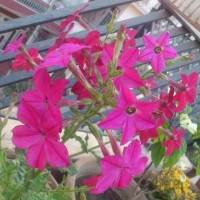 SPRING FLOWERS GARDEN BLOG BUDSCAPE YASMEEN JOHL12
