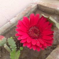 SPRING FLOWERS GARDEN BLOG BUDSCAPE YASMEEN JOHL13