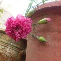 SPRING FLOWERS GARDEN BLOG BUDSCAPE YASMEEN JOHL15