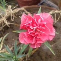 SPRING FLOWERS GARDEN BLOG BUDSCAPE YASMEEN JOHL16
