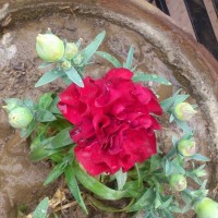 SPRING FLOWERS GARDEN BLOG BUDSCAPE YASMEEN JOHL17