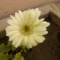 SPRING FLOWERS GARDEN BLOG BUDSCAPE YASMEEN JOHL18