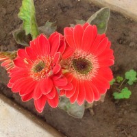 SPRING FLOWERS GARDEN BLOG BUDSCAPE YASMEEN JOHL19