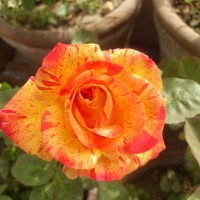 SPRING FLOWERS GARDEN BLOG BUDSCAPE YASMEEN JOHL20