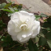 SPRING FLOWERS GARDEN BLOG BUDSCAPE YASMEEN JOHL21