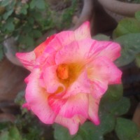 SPRING FLOWERS GARDEN BLOG BUDSCAPE YASMEEN JOHL22