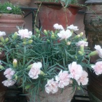 SPRING FLOWERS GARDEN BLOG BUDSCAPE YASMEEN JOHL23