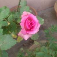 SPRING FLOWERS GARDEN BLOG BUDSCAPE YASMEEN JOHL24