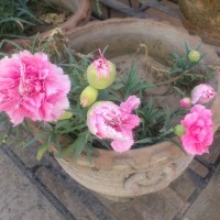 SPRING FLOWERS GARDEN BLOG BUDSCAPE YASMEEN JOHL25