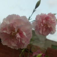 SPRING FLOWERS GARDEN BLOG BUDSCAPE YASMEEN JOHL26