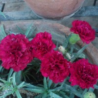 SPRING FLOWERS GARDEN BLOG BUDSCAPE YASMEEN JOHL27
